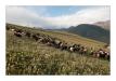 Les moutons Kirghizes